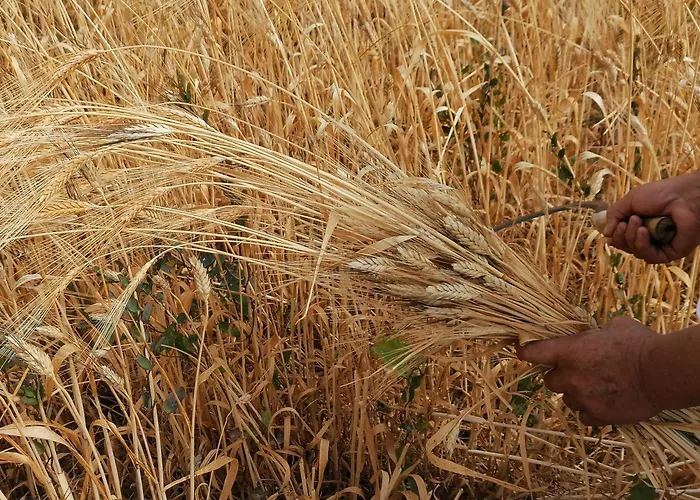 Oasis Daire Diafánion