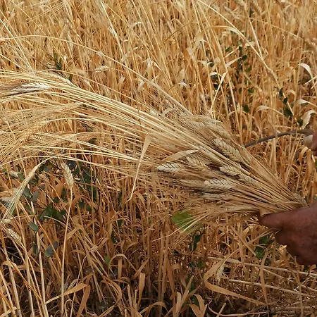 Oasis Διαμέρισμα Διαφάνιον