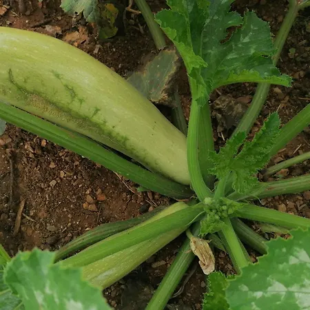 Oasis Διαμέρισμα