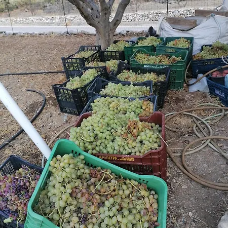 Oasis Diafánion